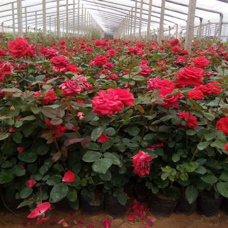 紅帽月季批發 青州鑫超花卉種植引領高成活率新篇章