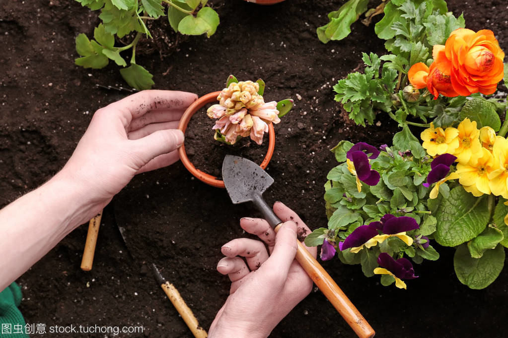 風(fēng)信子花的種植與養(yǎng)護指南 女性花友的優(yōu)雅之選